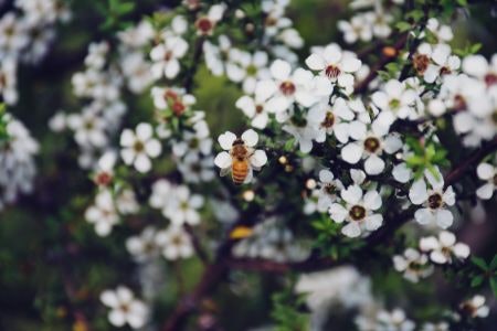 Choose a Type of Honey: Popular Varieties Like Manuka, Blossom and Acacia All Have Different Characteristics and Flavours