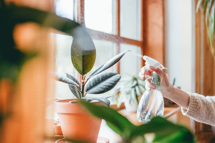 Make Sure the Plant You Pick Is Suitable for Your Lifestyle and Level of Plant Care