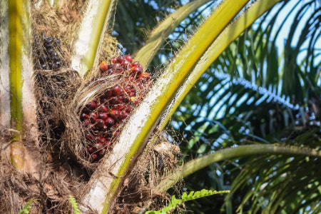 To Protect the Planet, Avoid Palm Oil Unless It’s Been Sustainably Produced