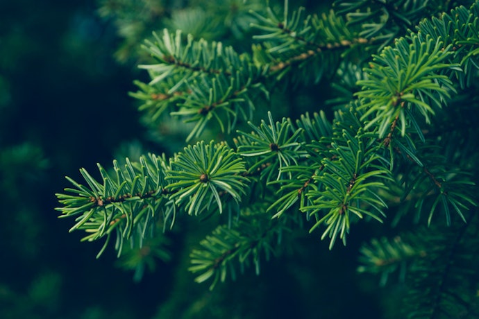 Choose a PVC Tree if You Want a Bushy Base for Hanging Decoration, or PE for a More Realistic Look