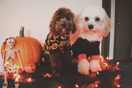 Be Sure the Costume Is Available in Your Size
