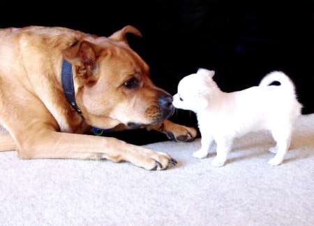 Most Recommend One Worming Tablet per 10kg: Pick a Suitable Treatment for Your Dog’s Age and Weight