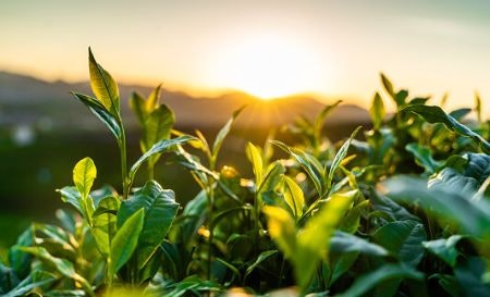 Opt For Organically-Produced Tea as It Tastes Cleaner, More Full-Bodied, and Is Better for the Planet