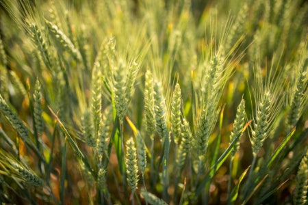 Keep an Eye on Organic Pasta for an Eco-Friendly Product That Tastes Even Better