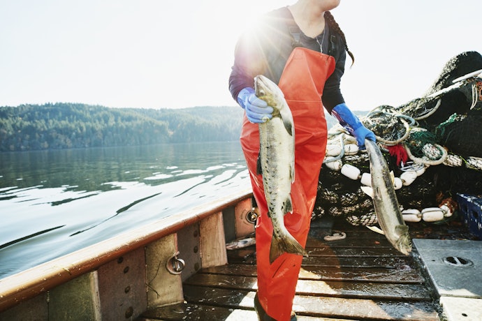 Choose Red Salmon for its Colour and Deep Flavour, or Pink Salmon for an Affordable Option With a Mild Taste