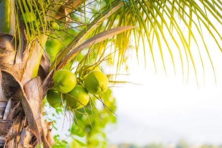 Go With the Healthiest Option by Picking Up 100% Coconut Content and Minimal Preservatives