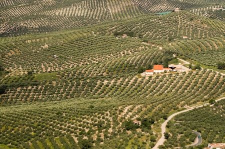 Choose Oils That Include Details About the Region, and Are Single Estate or Estate Nurtured