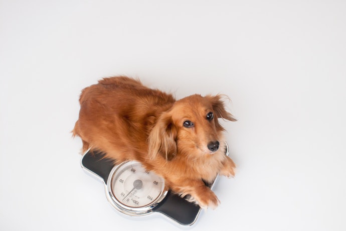 Most Scales Have a 28-Stone Capacity but You May Still Want to Check the Weight Limit and Size Are Comfortable