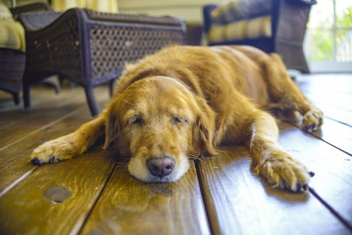 Give Your Senior Dog Food That’s No More Than 350 Calories per 100g to Prevent Canine Obesity and Arthritis