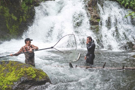 Wild-Caught Salmon Contains More Nutrients