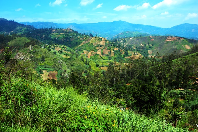 Sri Lankan Tea Is Balanced and Versatile