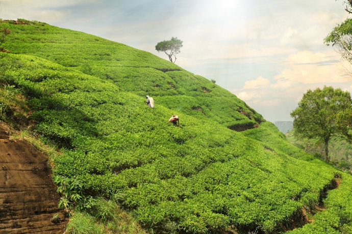 Kenyan Tea Is Earthy and Full-Bodied