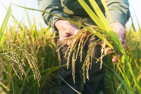 You Can't Beat Rice Grown in the USA for Affordability