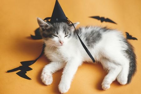 Choose Fun, Colourful Decorations For Kids' Halloween Parties