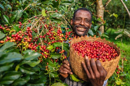 Find Your Favourite Coffee Origin and Be Happy