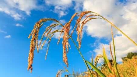 Italian-Grown Rice Is High-Quality and Readily Available