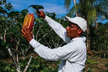Fair Trade Means That Growers and Workers in Developing Countries Receive a Fair Price for Their Cocoa