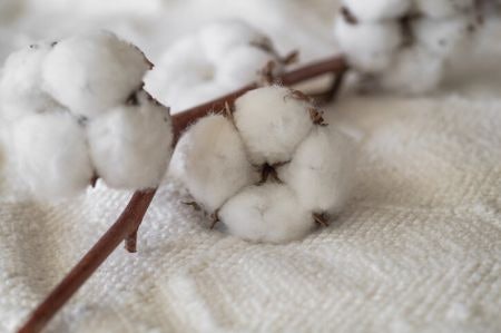 Cotton Is Soft and Versatile